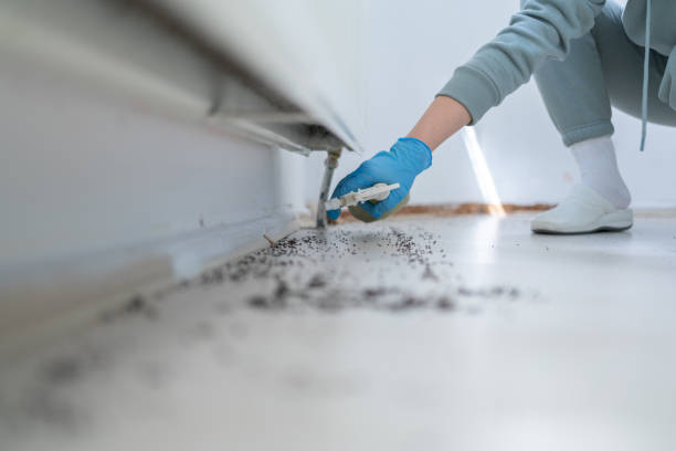 Best Local Pest Control Services  in Fairfax Station, VA